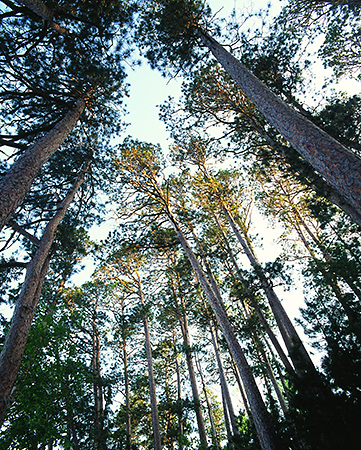 Tall Red Pines in Preacher's Grove, Itasca State Park, MN